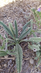 Echium gaditanum