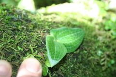 Holothrix orthoceras