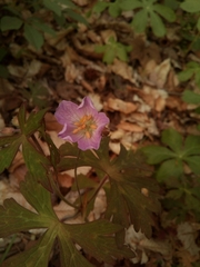 Geranium maculatum