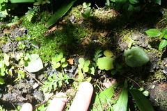 Holothrix orthoceras