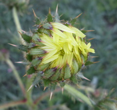 Berkheya radula