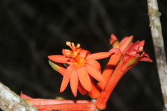 Passiflora spicata