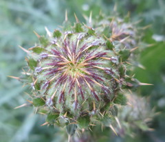 Berkheya radula