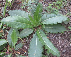 Berkheya radula