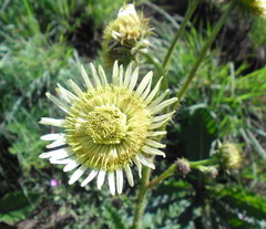 Berkheya radula