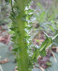 Berkheya radula