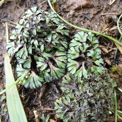 Riccia okahandjana