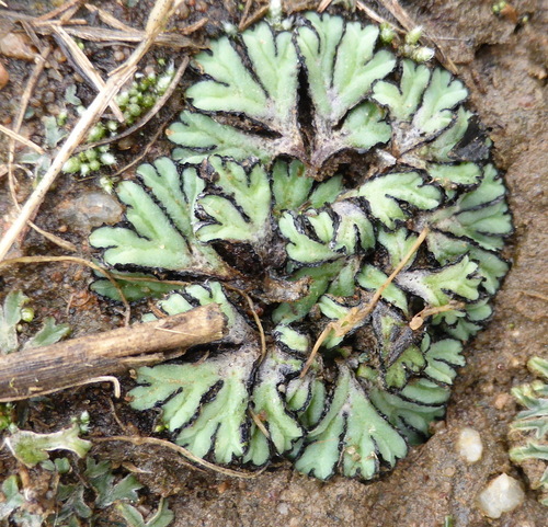 Riccia okahandjana