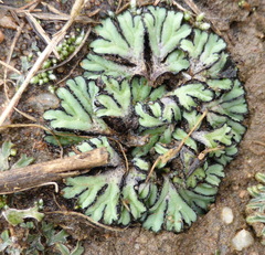 Riccia okahandjana
