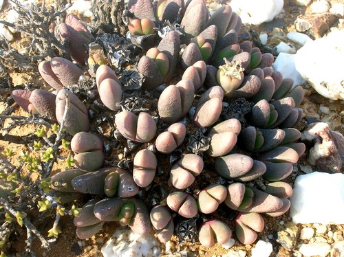 Mesembryanthemum fissoides Haw. 3