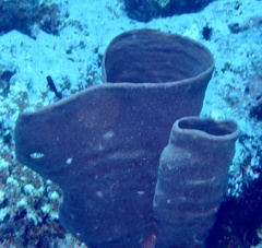 Callyspongia crassa