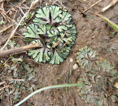 Riccia okahandjana