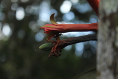 Passiflora spicata