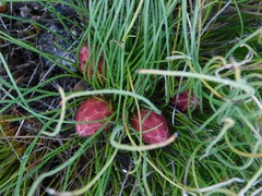 Protea restionifolia