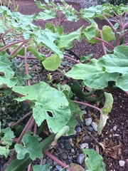 Proboscidea louisianica