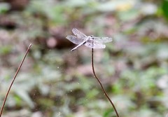 Libellula axilena