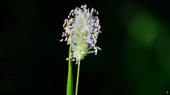Phleum pratense nodosum