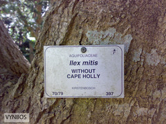 Ilex mitis mitis