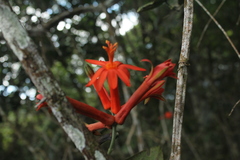 Passiflora spicata