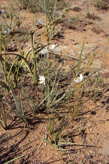 Chlorophytum fasciculatum