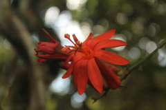 Passiflora spicata