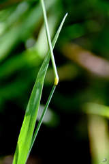 Phleum pratense nodosum
