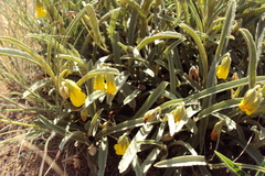 Hermannia lancifolia