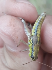 Melanoplus digitifer