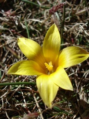 Romulea macowanii macowanii