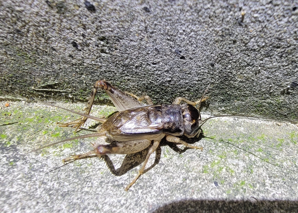 Velarifictorus aspersus