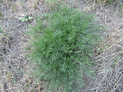 Artemisia marschalliana