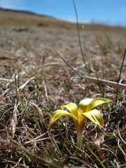 Romulea macowanii macowanii