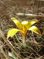 Romulea macowanii macowanii