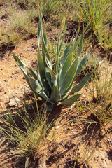 Ledebouria marginata