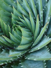 Aloe polyphylla image