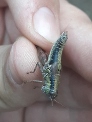 Melanoplus digitifer