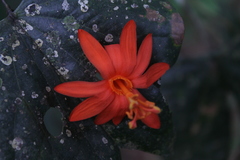 Passiflora spicata