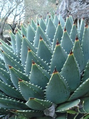 Aloe polyphylla image