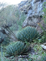 Aloe polyphylla image