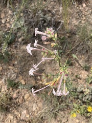Ipomopsis aggregata candida