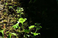 Liparis cordifolia