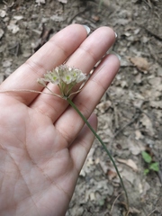 Allium rupestre