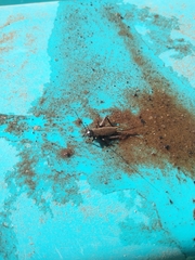 Orthoptera