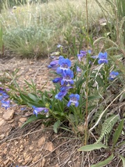 Penstemon glaber alpinus