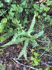 Dicranopteris flexuosa