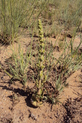 Crassula capitella nodulosa
