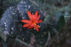 Passiflora spicata