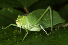 Stilpnochlora incisa