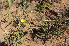 Commelina africana krebsiana