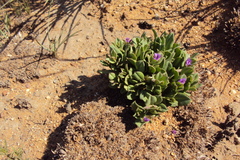 Polygala amatymbica